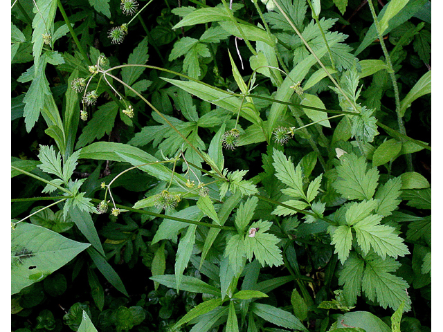 Geum vernum (Spring avens) #32115