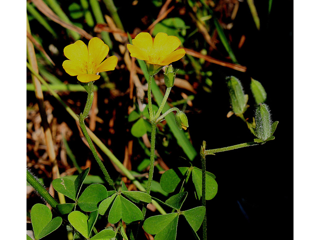 Oxalis dillenii (Slender yellow wood sorrel) #32139