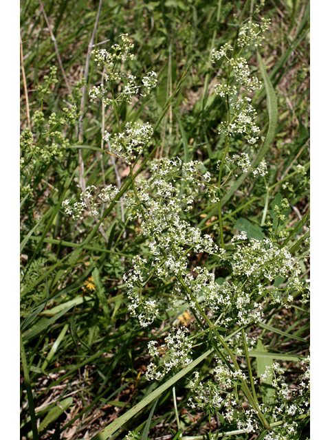 Galium concinnum (Shining bedstraw) #32141