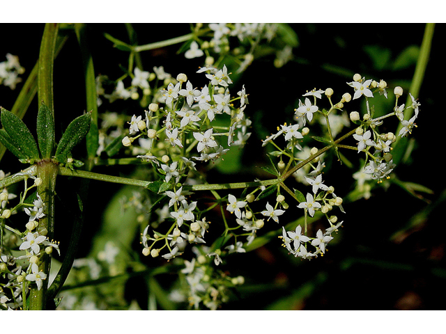 Galium concinnum (Shining bedstraw) #32142