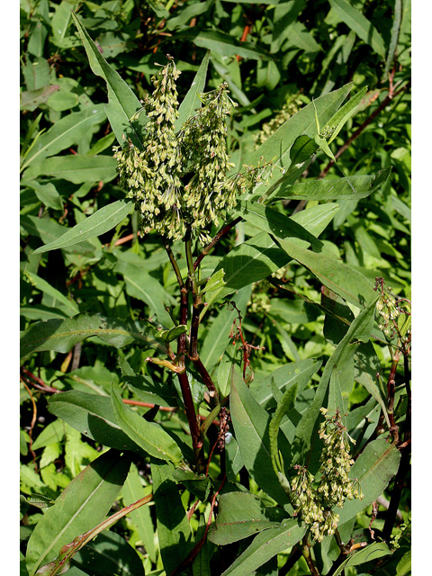 Rumex verticillatus (Swamp dock) #32178