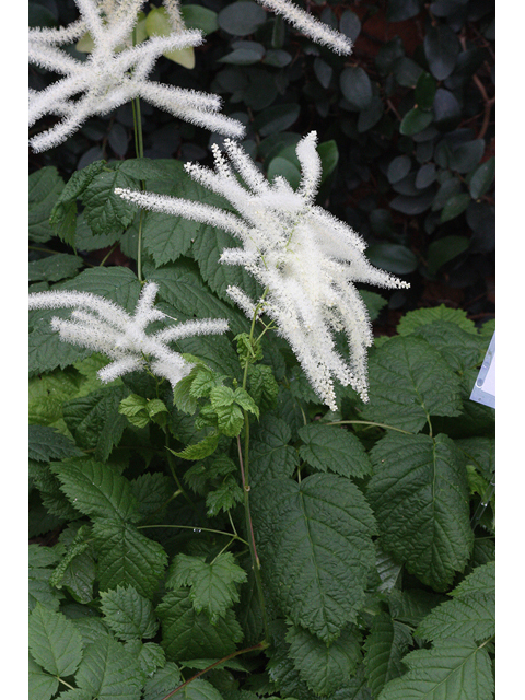 Aruncus dioicus (Bride's feathers) #32280