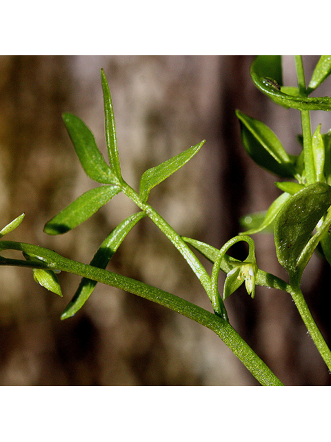 Floerkea proserpinacoides (False mermaidweed) #32333