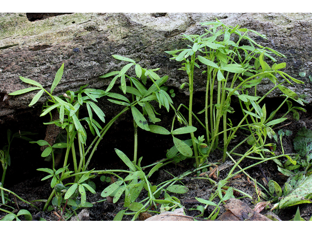 Floerkea proserpinacoides (False mermaidweed) #32334