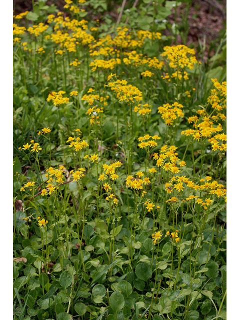 Packera obovata (Golden groundsel) #32413