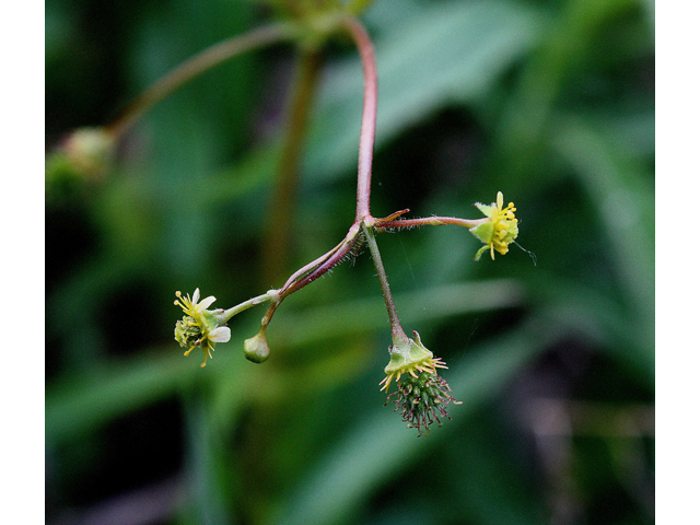 Geum vernum (Spring avens) #32416