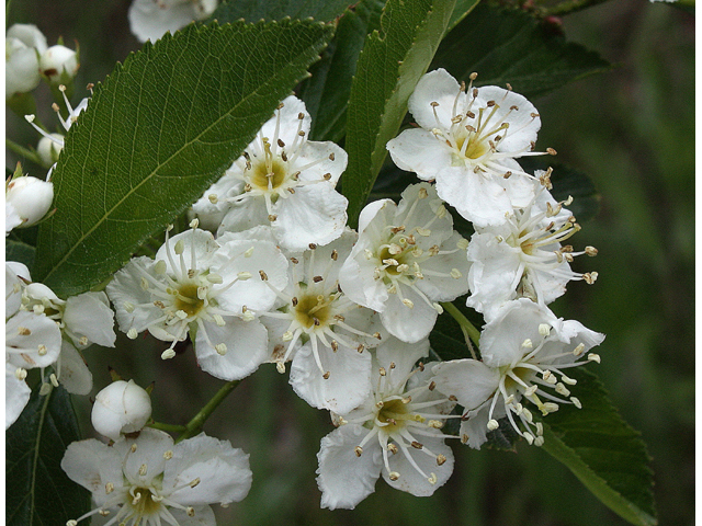 Crataegus crus-galli (Cockspur hawthorn) #32421