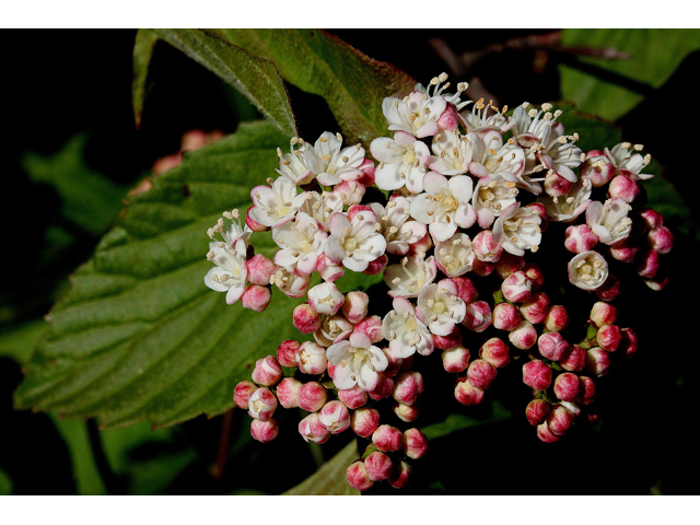 Viburnum rafinesqueanum (Downy arrowwood) #32427