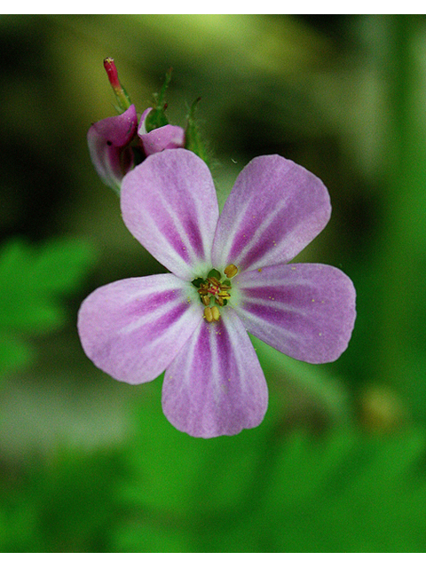 Geranium robertianum ssp. robertianum (Robert geranium) #32465