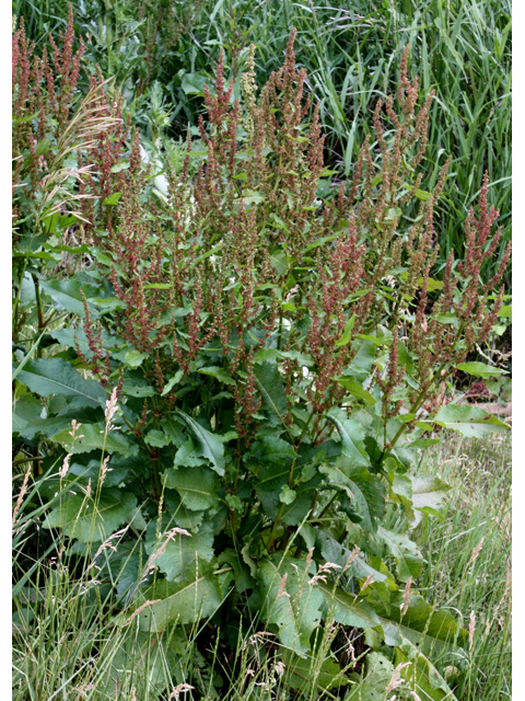 Rumex orbiculatus (Greater water dock) #32588