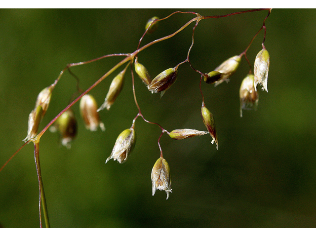 Hierochloe hirta (Northern sweetgrass) #32594