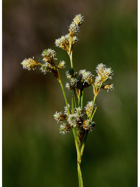 Schoenoplectus tabernaemontani (Softstem bulrush) #32597