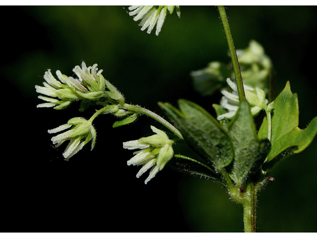 Thalictrum dasycarpum (Purple meadow-rue) #32600