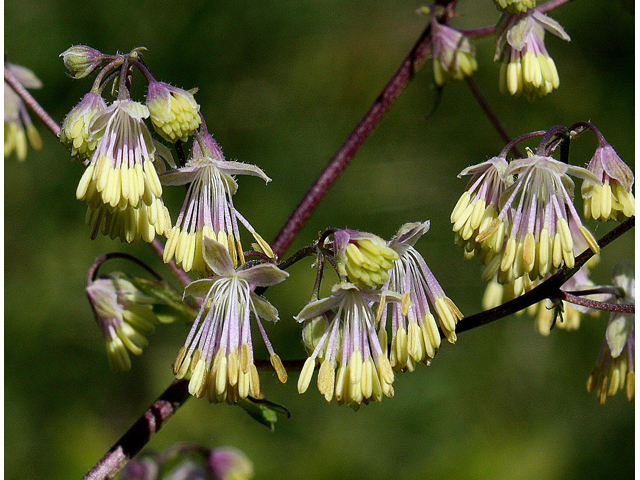 Thalictrum dasycarpum (Purple meadow-rue) #32605