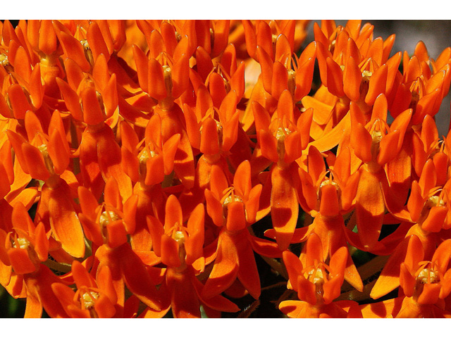 Asclepias tuberosa (Butterflyweed) #32640