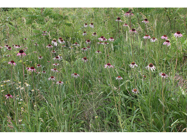 Echinacea pallida (Pale purple coneflower) #32644