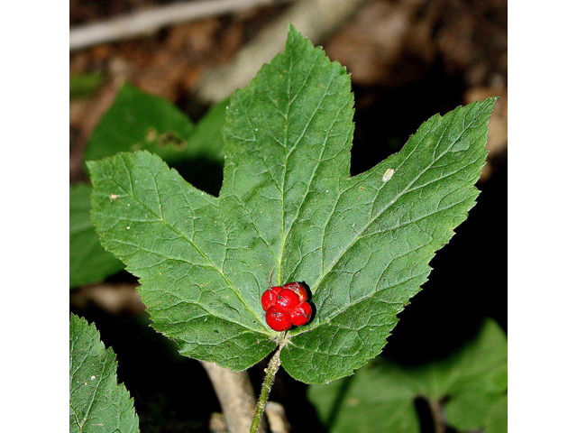 Hydrastis canadensis (Goldenseal) #32653