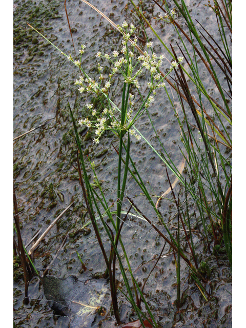 Juncus tenuis (Poverty rush) #33633