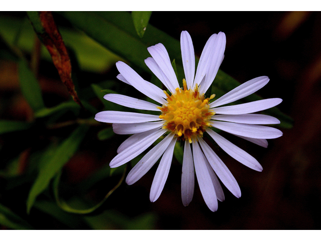 Symphyotrichum praealtum (Willowleaf aster) #33720