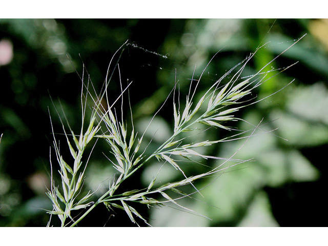 Muhlenbergia frondosa (Wirestem muhly) #43177