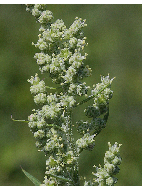 Chenopodium album (Lambsquarters) #43203