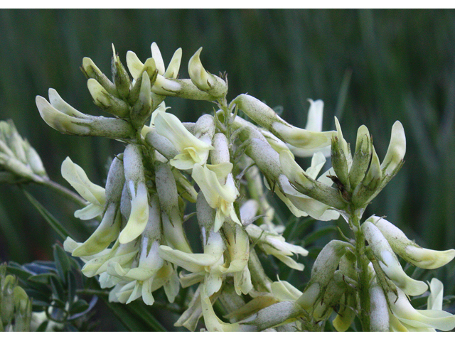 Astragalus australis (Indian milkvetch) #43490
