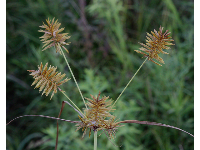 Cyperus strigosus (Straw-colored flatsedge) #43552