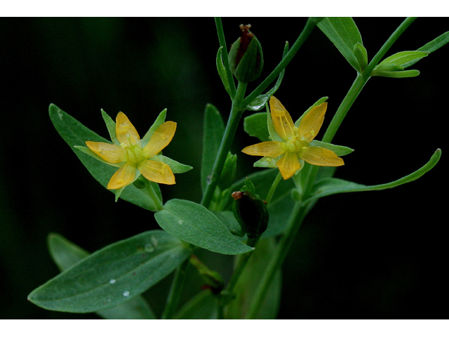 Hypericum majus (Large st. john's-wort) #43617