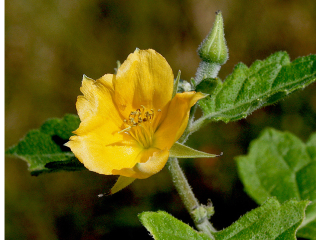 Mentzelia floridana (Poorman's patch) #43682