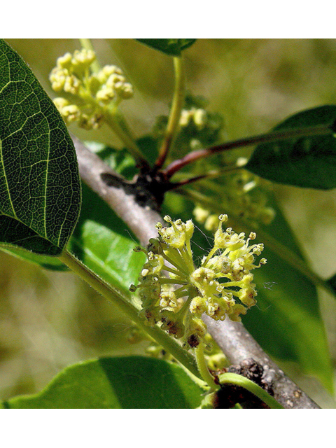 Maclura pomifera (Osage orange) #43681