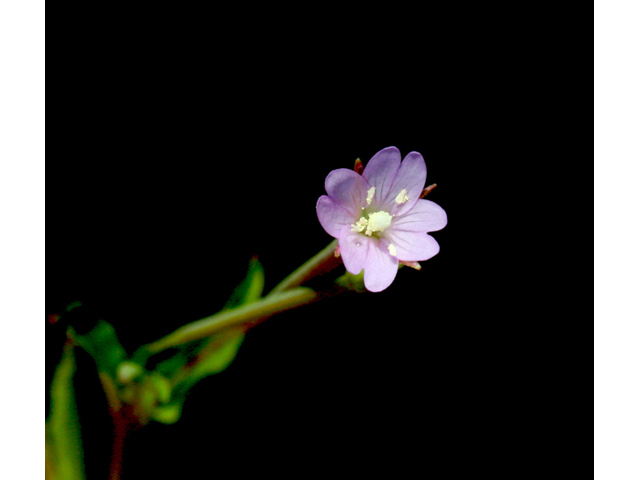 Epilobium ciliatum (Fringed willowherb) #43569