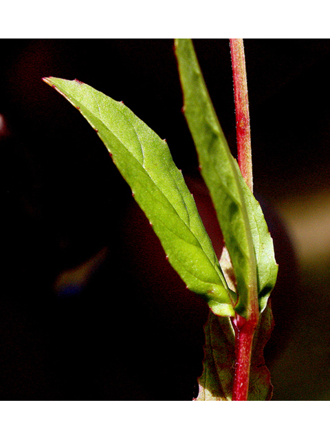 Epilobium ciliatum (Fringed willowherb) #43568