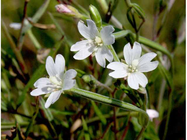 Epilobium leptophyllum (Bog willowherb) #43571