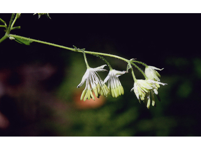 Thalictrum revolutum (Waxyleaf meadow-rue) #44618