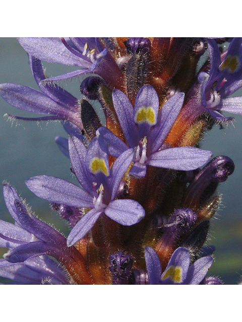 Pontederia cordata (Pickerelweed) #44669