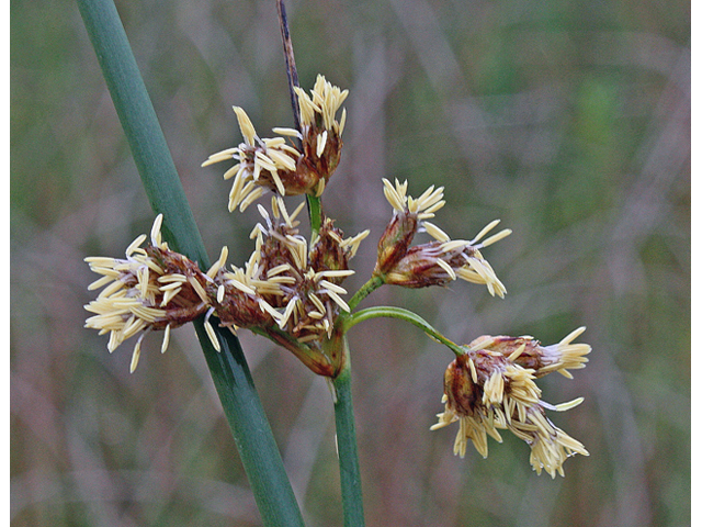 Schoenoplectus tabernaemontani (Softstem bulrush) #45586