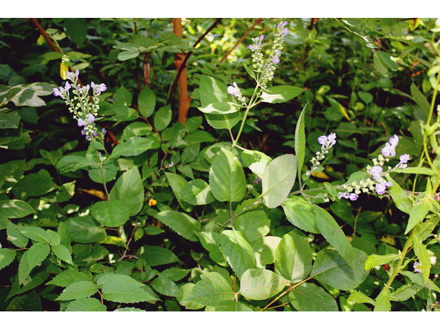 Scutellaria incana (Hoary skullcap) #45609