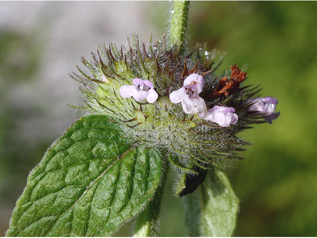 Clinopodium vulgare (Wild basil) #45630