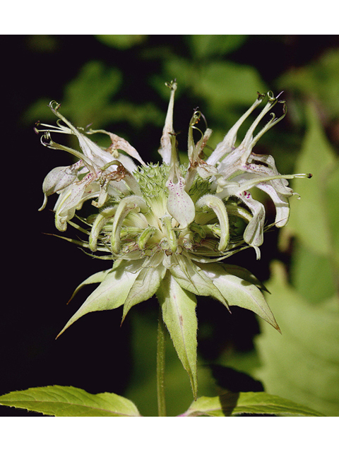 Monarda clinopodia (White bergamot) #45642