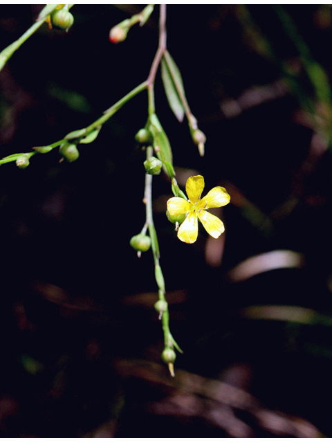 Linum striatum (Ridged yellow flax) #45650