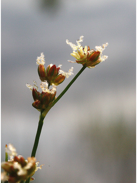 Juncus articulatus (Jointleaf rush) #46702