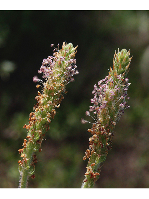 Plantago virginica (Virginia plantain) #59239