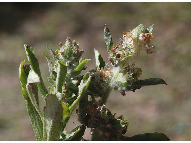 Gamochaeta purpurea (Spoonleaf purple everlasting ) #59242