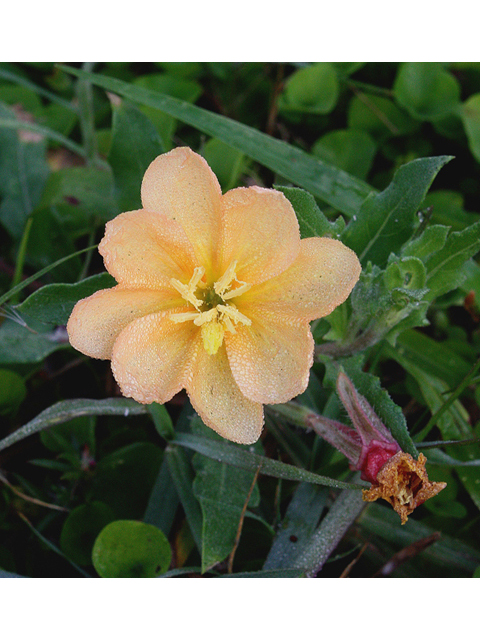 Oenothera drummondii (Beach evening-primrose) #59245