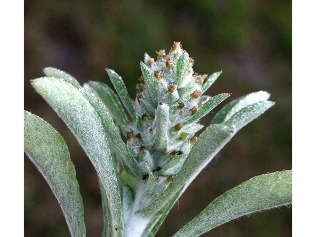 Gamochaeta purpurea (Spoonleaf purple everlasting ) #59246