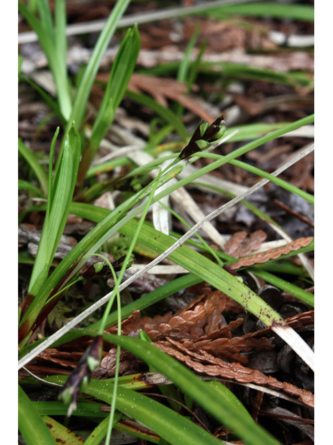 Carex pedunculata (Longstalk sedge) #60076