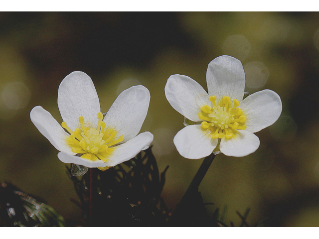 Ranunculus longirostris (Longbeak buttercup) #60147