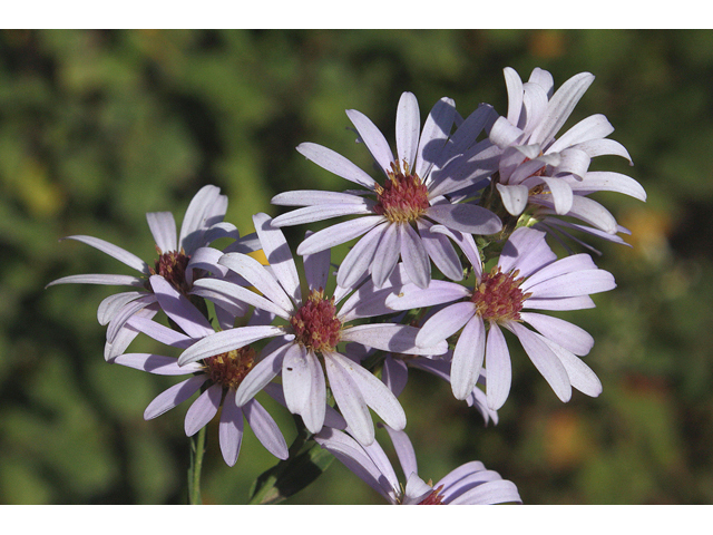 Symphyotrichum oolentangiense (Skyblue aster) #60208