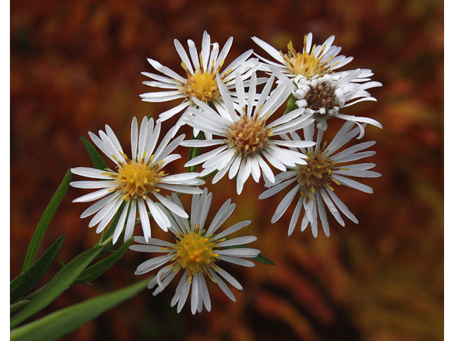 Symphyotrichum praealtum (Willowleaf aster) #60210