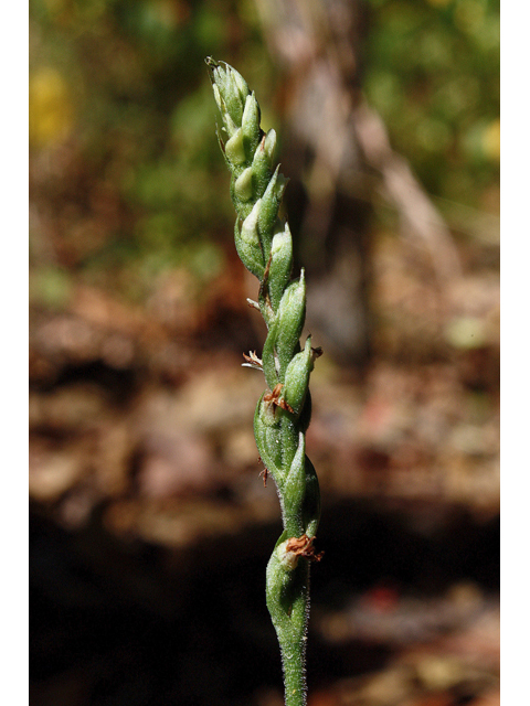 Spiranthes ovalis (October ladies'-tresses) #60213